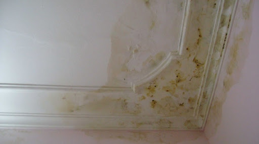 Cách xử lý nấm mốc khắp nhà để không hít phải độc - Hình 3 Cach xu ly nam moc khap nha de khong hit phai doc-Hinh-3