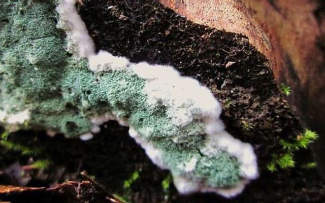 Cách xử lý nấm mốc khắp nhà để không hít phải độc - Hình 5 Cach xu ly nam moc khap nha de khong hit phai doc-Hinh-5