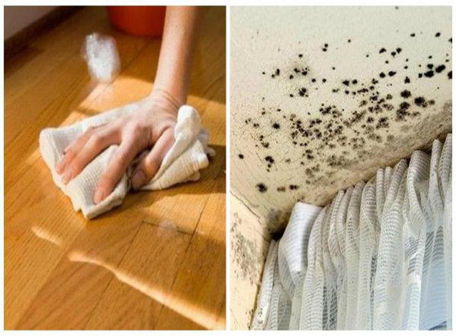 Cách xử lý nấm mốc khắp nhà để không hít phải độc - Hình 8 Cach xu ly nam moc khap nha de khong hit phai doc-Hinh-8