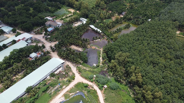 Đồng Nai: Trại heo giống PN gây ô nhiễm môi trường? Dong Nai: Trai heo giong PN gay o nhiem moi truong?