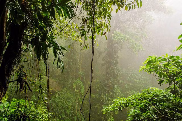 Nhung loai dac huu hiem co o vuon quoc gia Vu Quang-Hinh-3