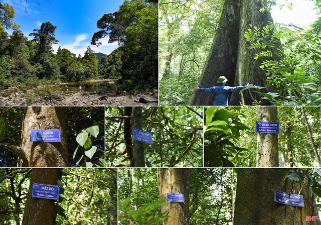 Nhung loai dac huu hiem co o vuon quoc gia Vu Quang-Hinh-4