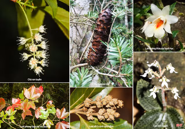 Nhung loai dac huu hiem co o vuon quoc gia Vu Quang-Hinh-8