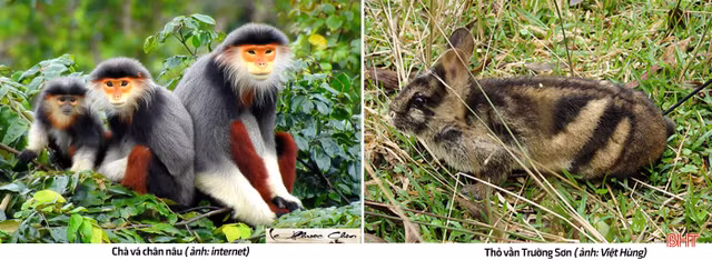 Nhung loai dac huu hiem co o vuon quoc gia Vu Quang-Hinh-9