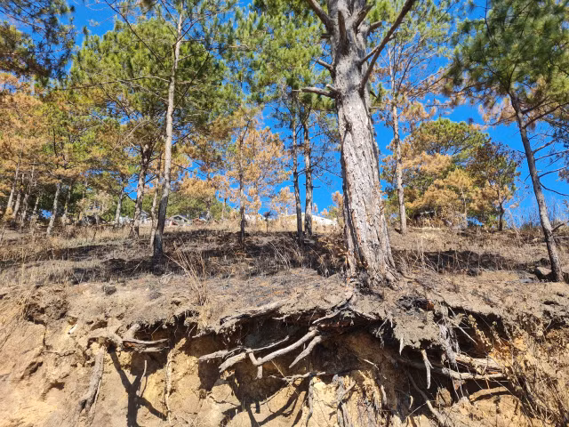 Vuong nhieu vi pham, Dich vu do thi Da Lat van duoc uu ai ?-Hinh-11