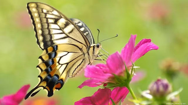 Tim hieu nghe thuat tron ke thu bac thay cua loai buom