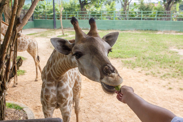 KDL Vườn Xoài tạm đóng cửa sau 16 năm hoạt động không phép - Hình 3 KDL Vuon Xoai tam dong cua sau 16 nam hoat dong khong phep-Hinh-3