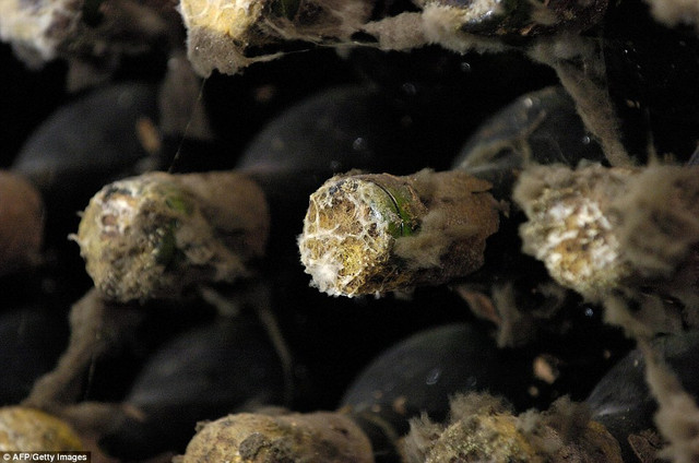 Quốc gia có những hầm rượu vang độc nhất vô nhị ẩn sâu dưới đất - Hình 13 Quoc gia co nhung ham ruou vang doc nhat vo nhi an sau duoi dat-Hinh-13