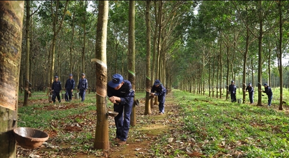 Dau tu Cao su Dak Lak cho Dakruco gia han thanh toan no