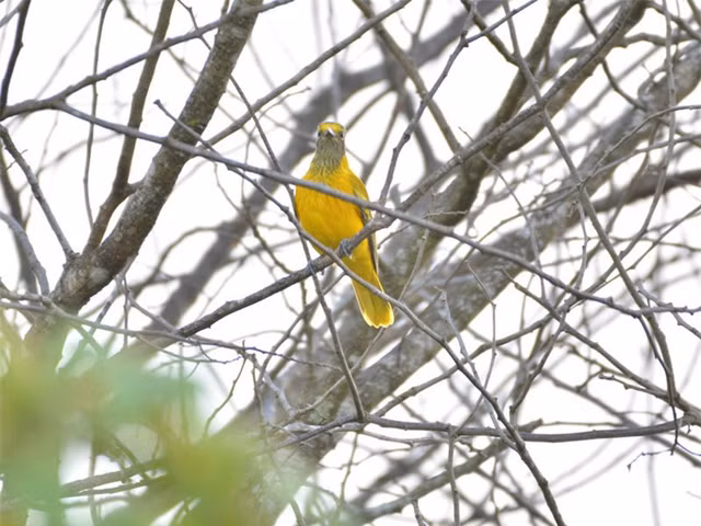 Vuon quoc gia Cat Tien so huu nhung bau vat khien the gioi ngo ngang-Hinh-9