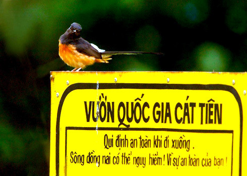 Vườn quốc gia Cát Tiên sở hữu những báu vật khiến thế giới ngỡ ngàng - Hình 19 Vuon quoc gia Cat Tien so huu nhung bau vat khien the gioi ngo ngang-Hinh-19