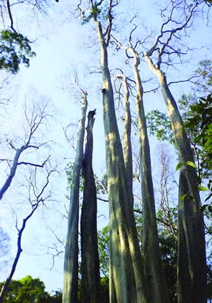 Vuon quoc gia Cat Tien so huu nhung bau vat khien the gioi ngo ngang-Hinh-6