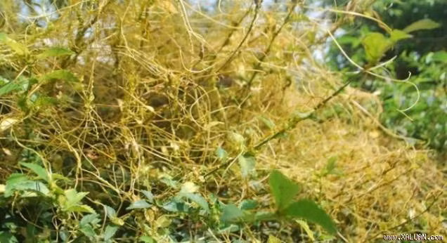 Quai dan bai thuoc chua khoi benh cho vua Tran Du Tong-Hinh-9