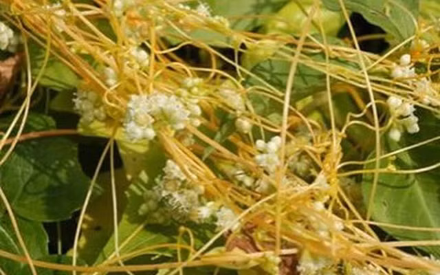 Quai dan bai thuoc chua khoi benh cho vua Tran Du Tong-Hinh-10