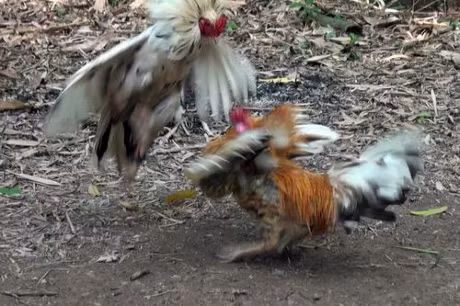 Doc ke 10 cua hiem nhat Viet Nam-Hinh-5