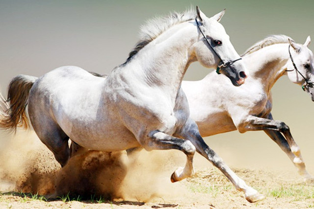 Hổ tướng nhà Tây Sơn nào có cây cung tỏa hương thơm ngát? - Hình 2 Ho tuong nha Tay Son nao co cay cung toa huong thom ngat?-Hinh-2