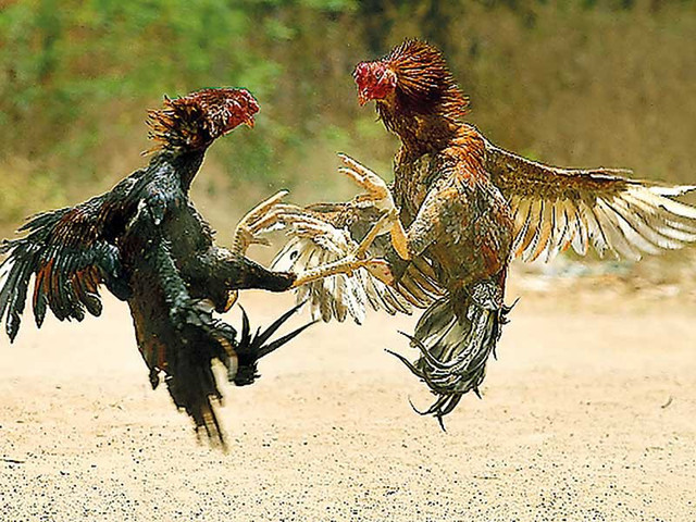 Cậu út của Tây Sơn tam Kiệt có tài gì? - Hình 5 Cau ut cua Tay Son tam Kiet co tai gi?-Hinh-5