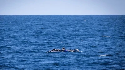 Chìm thuyền ngoài khơi Libya, nhiều người di cư thiệt mạng và mất tích