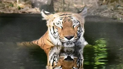 Vào rừng nhặt củi, người phụ nữ bị hổ tấn công tử vong