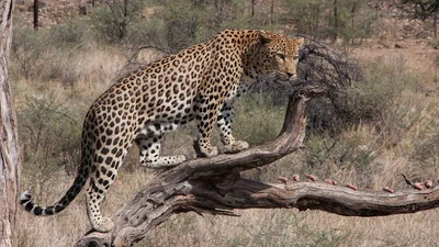 Người đàn ông thiệt mạng vì báo tấn công