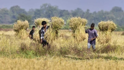 Cảnh người nông dân ở Ấn Độ gặt lúa trên cánh đồng