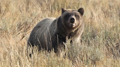 Gấu tấn công giáo viên và học sinh ở Canada, nhiều người bị thương