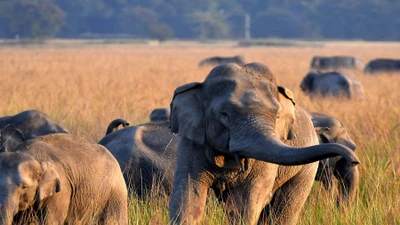 Voi tấn công làng mạc ở Ấn Độ, hơn 20 người thiệt mạng