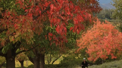 Ngắm cảnh sắc mùa thu tuyệt đẹp tại thung lũng ở California