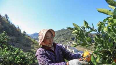 Cảnh người nông dân Trung Quốc tất bật trên cánh đồng đầu đông