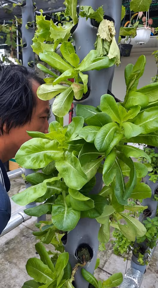 Anh Hòa chọn khí canh dù hình thức này khá tốn kém nhưng tiết kiệm diện tích, trồng được hữu cơ và nhiều loại rau cùng lúc. Ảnh: Facebook