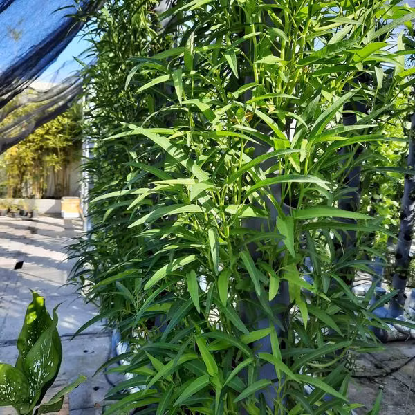 Anh mong muốn có thể mang đến một giải pháp trồng trọt đơn giản nhưng hiệu quả nhằm sản xuất rau xanh trong khu vực đô thị với mật độ dân cư cao. Ảnh: Facebook