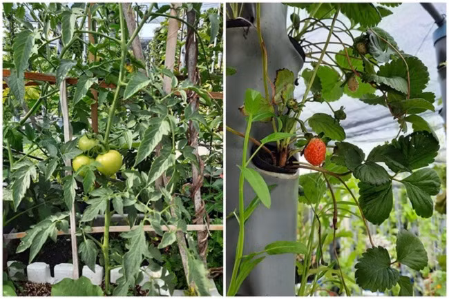 Khu vườn có đủ các loại rau, củ quả. Ảnh: Dân Việt