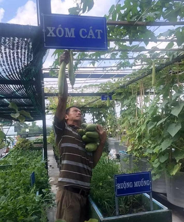 Nhờ được thiết kế hợp lý nên sân thượng lúc nào cũng sạch sẽ, các loại rau tốt um từ bầu bí, mùng tơi...đến rau muống, rau cải. Ảnh: Tiền phong