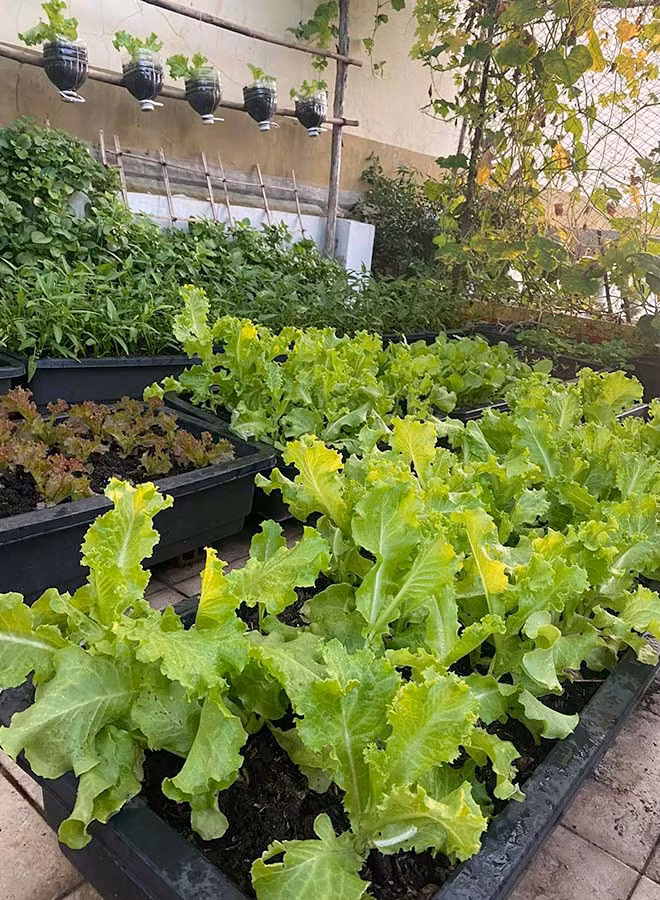 Giữa những ngày giãn cách xã hội, chị Thanh Thương (TP HCM) yên tâm ở nhà vì khu vườn sân thượng có khả năng tự cung cấp cho đại gia đình 7 thành viên. Ảnh: Thoidaiplus.suckhoedoisong