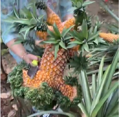 Có thể thấy quả dứa mang hình thù rất đặc biệt, quả to nhất thì xoè ra như cái mào, xung quanh là rất nhiều quả dứa nhỏ khác. Ảnh: TikTok @hanhtran563