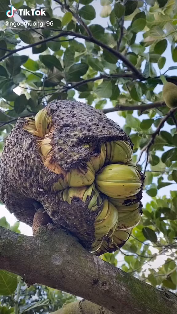 Cách đây không lâu, một quả mít khác thường ngay từ lúc chưa chín đã nứt hết ra thu hút sự tò mò của dân mạng. Ảnh: TikTok