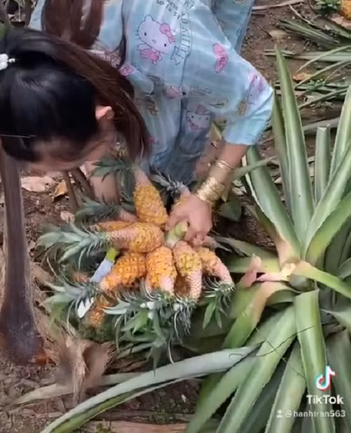 Có người trả 7 tỷ, 8 tỷ, 10 tỷ, thậm chí có người trả đến 20 tỷ cho loại quả đột biến này. Ảnh: TikTok @hanhtran563