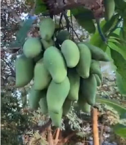 Hồi tháng 4, một anh chàng đã khoe cây xoài đột biến ra chùm quả sai lúc lỉu khiến ai nấy đều rầm trồ. Ảnh: TikTok