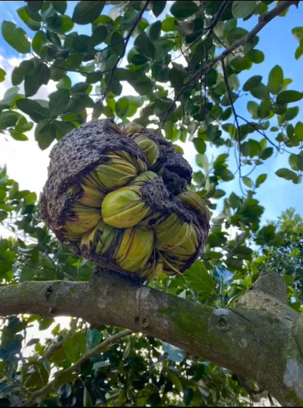 Nhiều người khẳng định đó là mít đột biến. Có cư dân mạng còn định giá quả mít này lên tới 8 tỷ. Tuy nhiên, màn định giá trên chỉ là nói đùa, bởi thực tế thì quả mít này đã bị hỏng và không thể ăn được. Ảnh: TikTok
