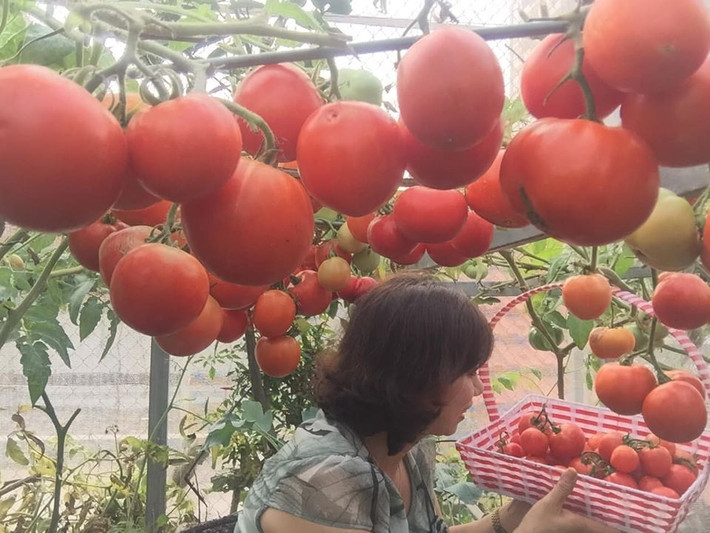 Trên khu vườn sân thượng có diện tích khiêm tốn, chị Quách Nhịp (Hà Nội) luôn trồng xen canh gối vụ để quanh năm gia đình không lo thiếu rau quả sạch. Ảnh: Thời đại.