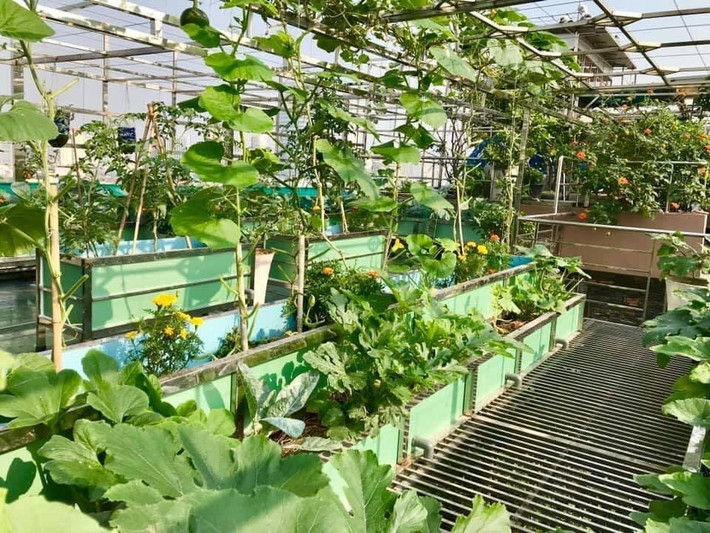 Với diện tích khoảng 100m2, chị Hương chia vườn thành 2 khu. Một khu xây bồn và lợp mái để trồng rau. Ảnh: Infonet.