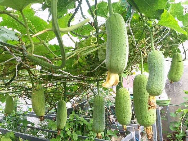 Để bốn mùa đều có các loại rau quả, chị quy hoạch, sắp xếp không gian hợp lý. Ảnh: Thời đại.