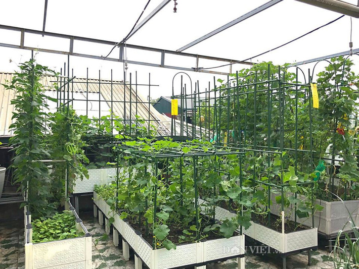 Tương tự, nhờ bàn tay khéo léo cùng cách bố trí hợp lý, chị Bùi Phương (Hà Nội) đã tạo nên một khu vườn trên sân thượng với đủ loại rau xanh và cây trái. Ảnh: Dân Việt.