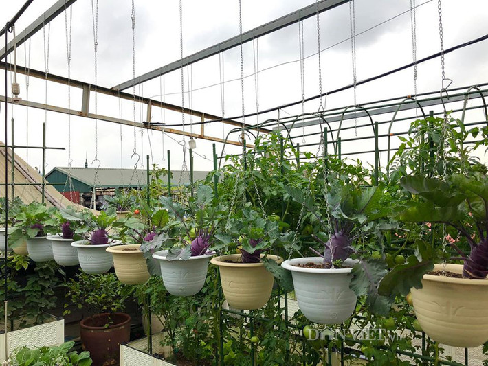 Để tăng diện tích trồng rau, chị Phương tự thiết kế khung sắt và nhờ thợ thi công đặt kệ ở phần mái chéo bê tông. Ảnh: Dân Việt.