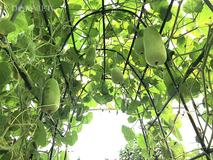 Các loại cây leo giàn như bầu, bí, mướp...đều được chị thiết kế đẹp mắt. Ảnh: Dân Việt.