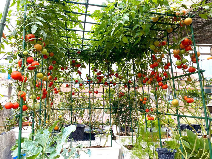 Giàn cà chua sai trĩu quả trông thích mắt. Ảnh: Dân Việt.