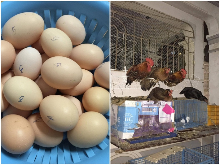 Khu vực nuôi gà nuôi chim cũng giúp gia đình chị có thêm nguồn thực phẩm sạch như thịt gà, thịt chim, trứng gà... Ảnh: Thời đại.