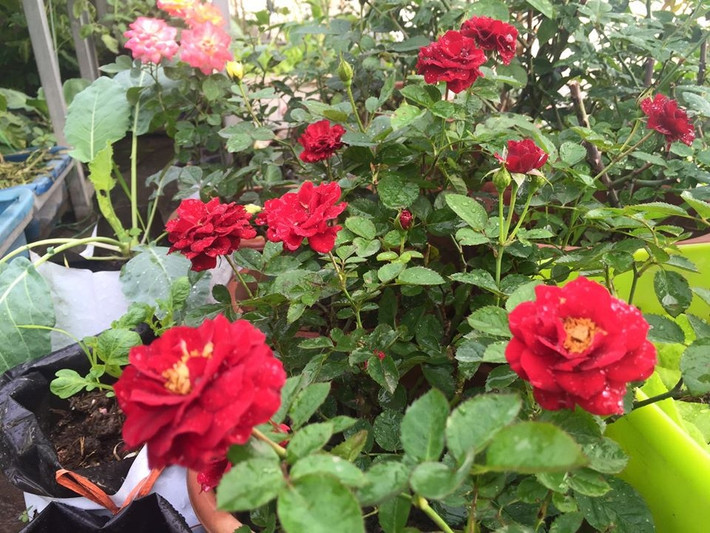 Chị còn trồng thêm cả hoa hồng trên sân thượng. Ảnh: Thời đại.