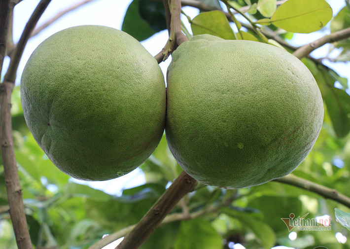 Theo Vietnamnet, thời gian gần đây, nhiều người dân miền Tây đang quan tâm tìm hiểu và mua một giống bưởi lạ tên ruby về trồng thử. Ảnh: Vietnamnet.