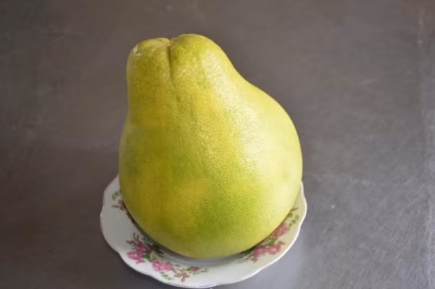 Tuy nhiên, trao đổi với PV. VietNamNet, Phó Giám đốc Sở NN-PTNT Vĩnh Long Nguyễn Văn Liêm cho hay, đây là giống bưởi chưa nằm trong danh mục giống cây trồng của Bộ NN-PTNT nên chưa được phép sản xuất, kinh doanh mua bán giống bưởi này. Ảnh: Nongnghiep